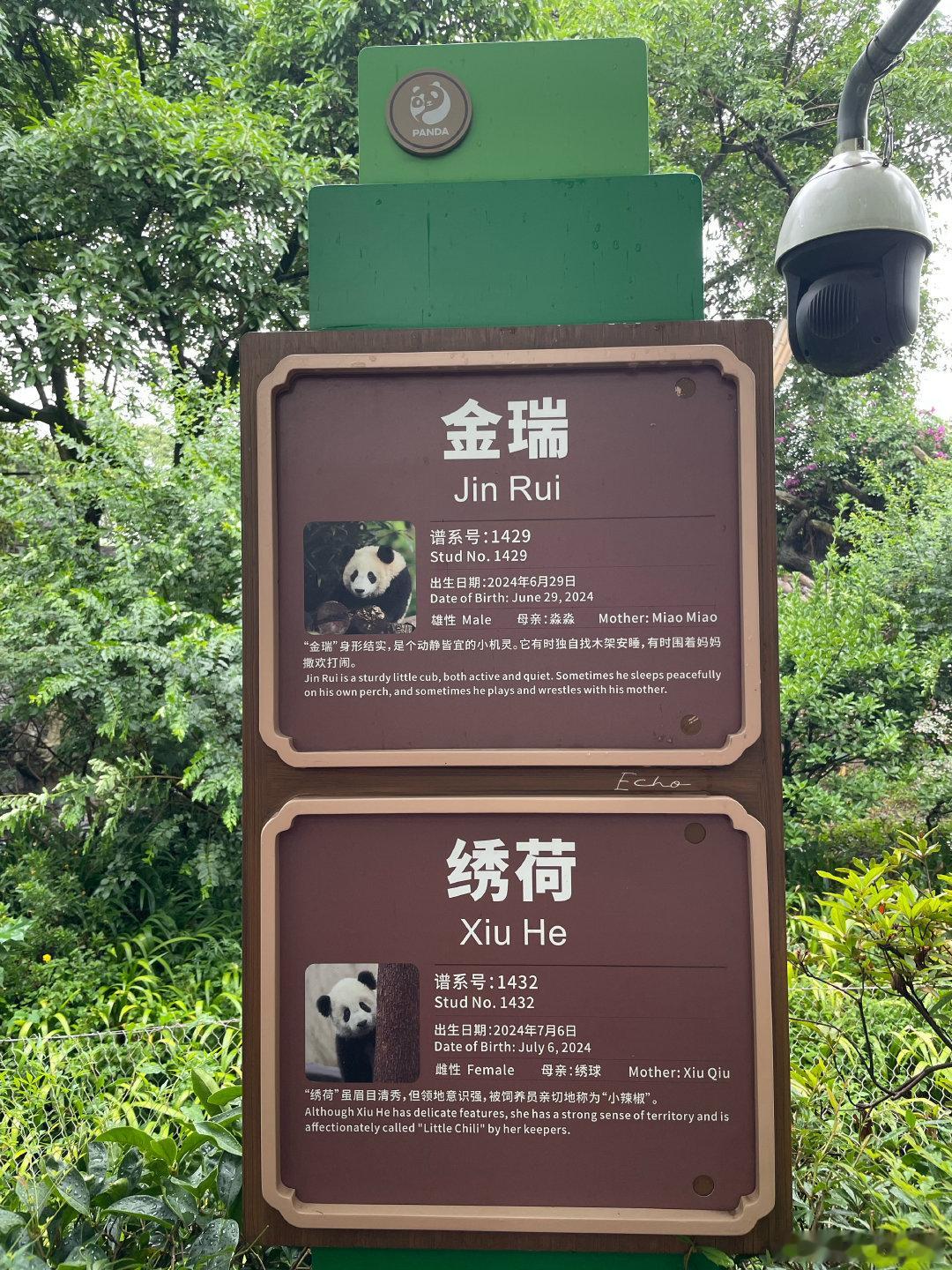 大熊猫金瑞  7.27雨天。Jerry和小球球以后就是好同学，好朋友了 成都·成