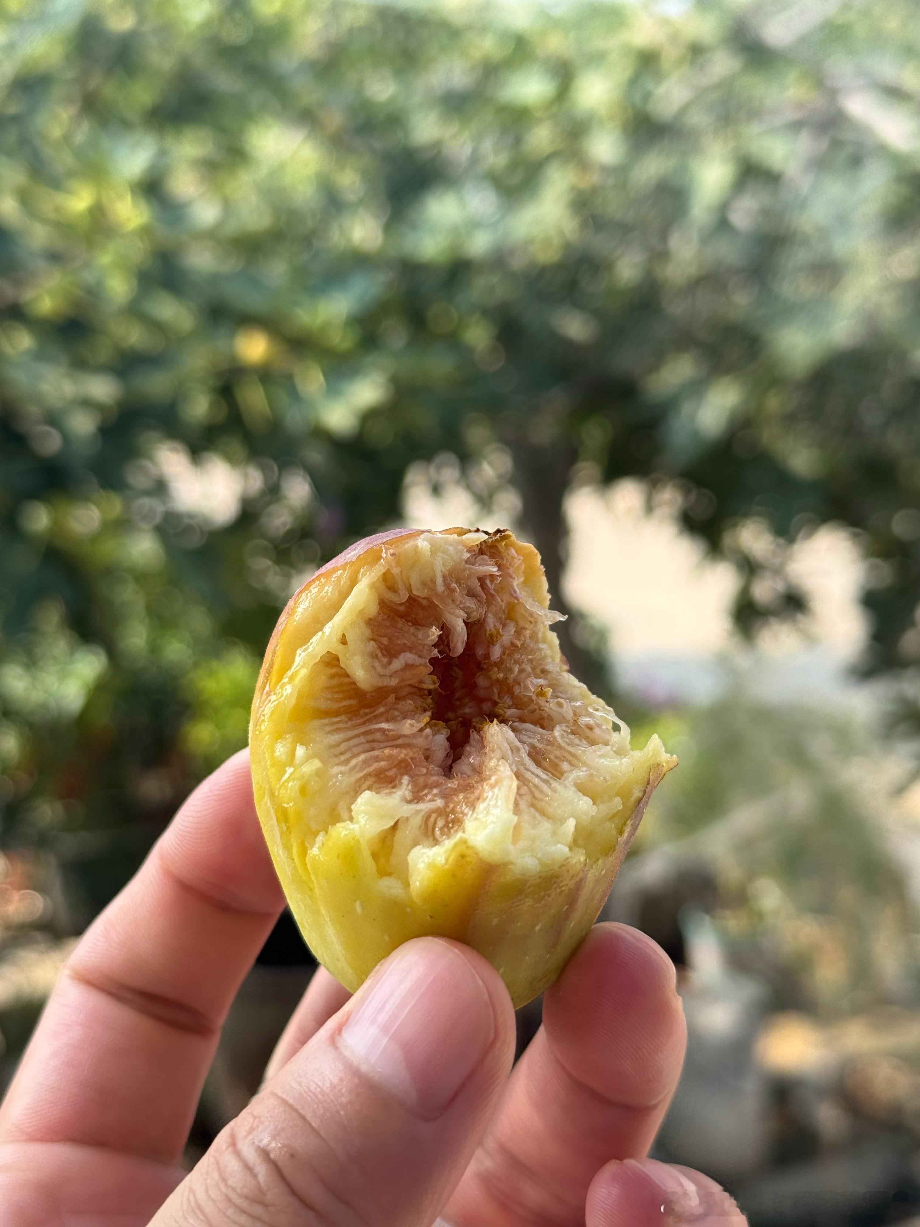 自然熟的无花果，太甜了！