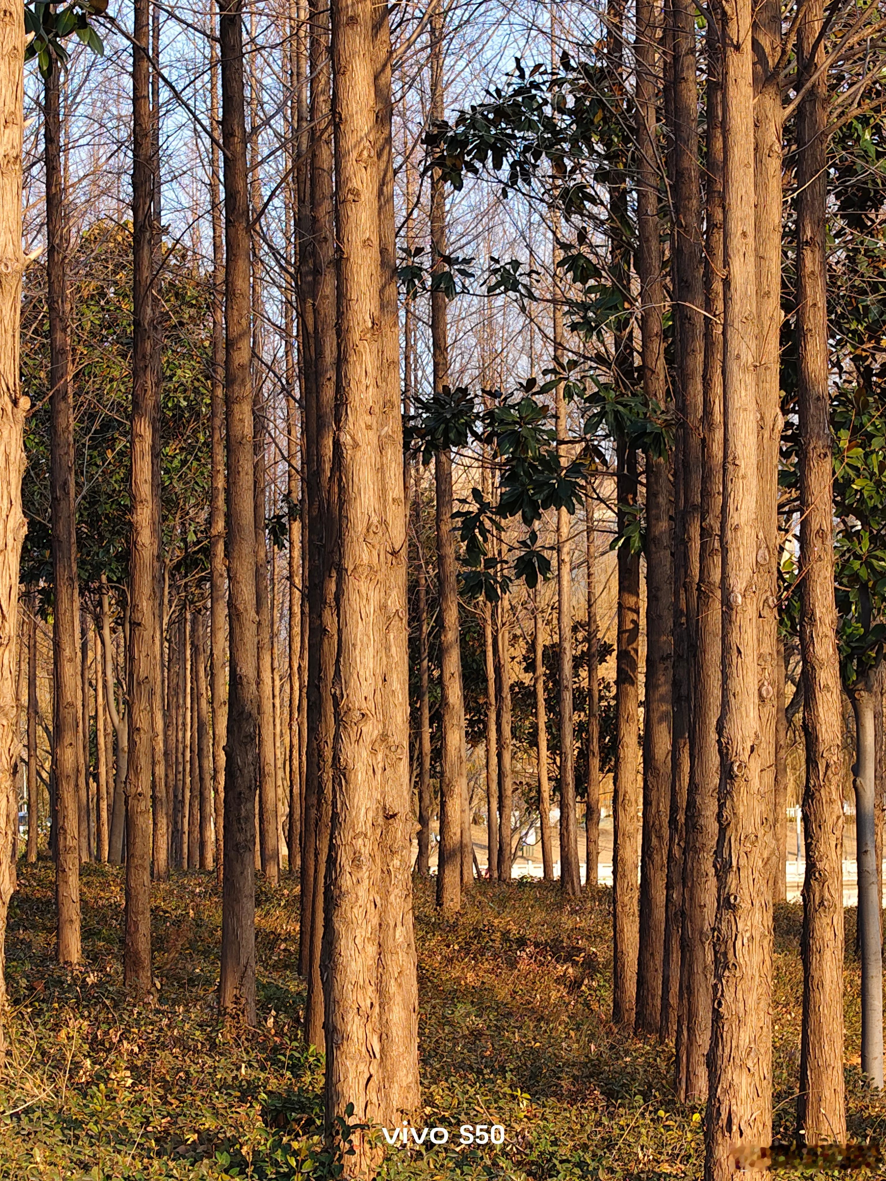 冬日的一个下午，河边，小公园，vivo s50随手拍。完美呈现冬日的宁静。viv