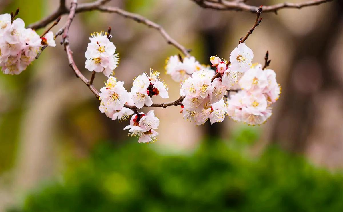 七律•咏杏花
三月东风拂锦枝，
杏花初绽正当时。
娇颜半掩含清露，
丽影轻摇弄晓