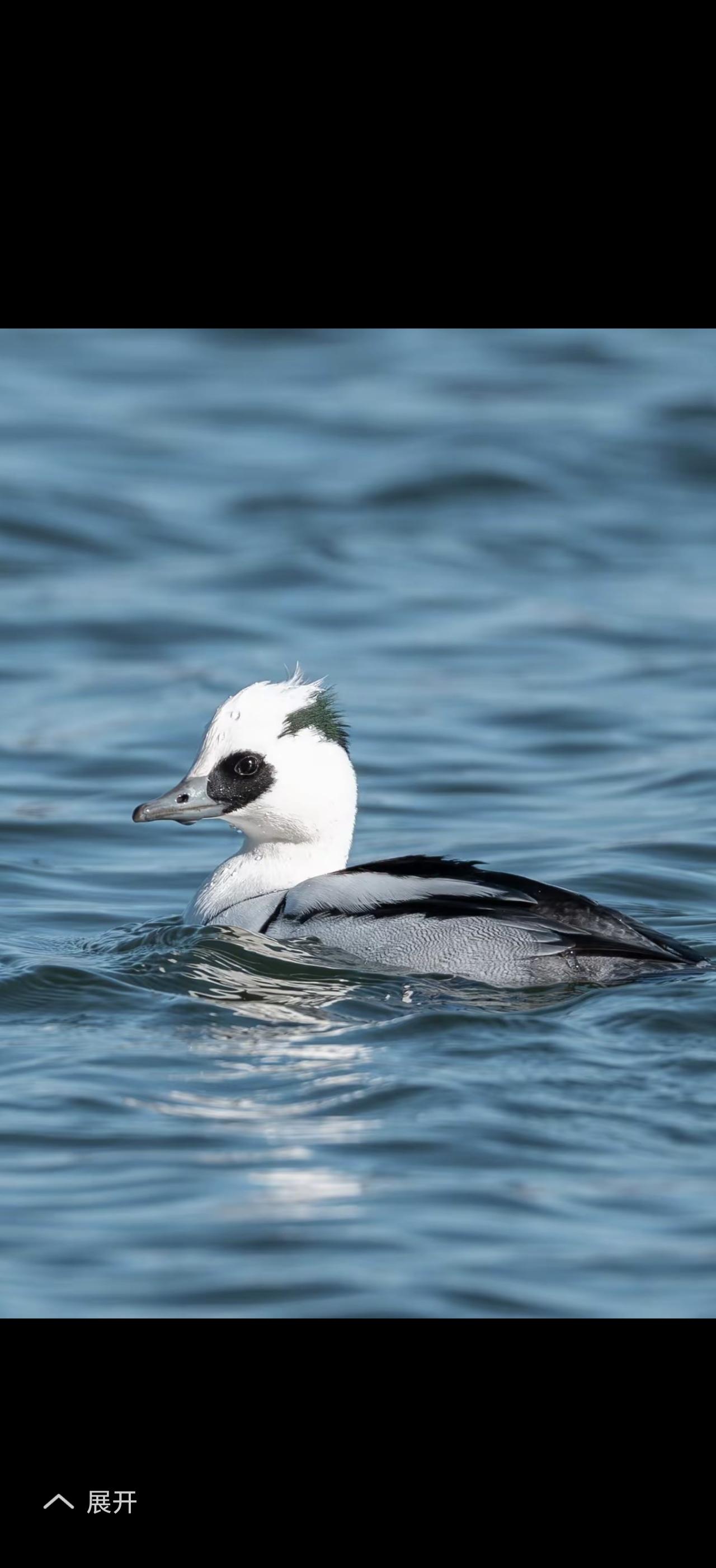 优雅的湖面游弋，黑白相间的羽毛，宛如一幅动人的自然画卷。