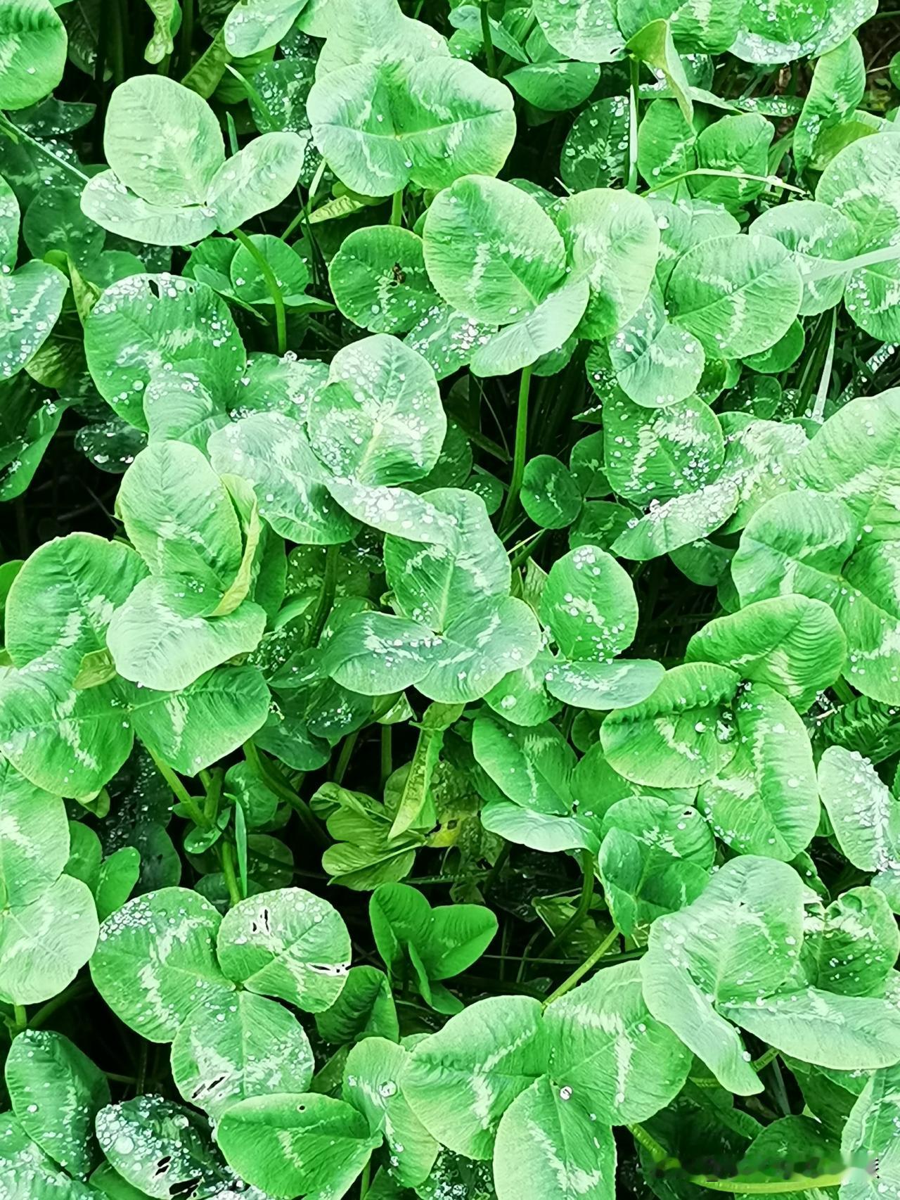 人这一生，不必惊慌，不必迷惘，
你想知道的，细心观察，自会知晓，
世间万物皆有逸