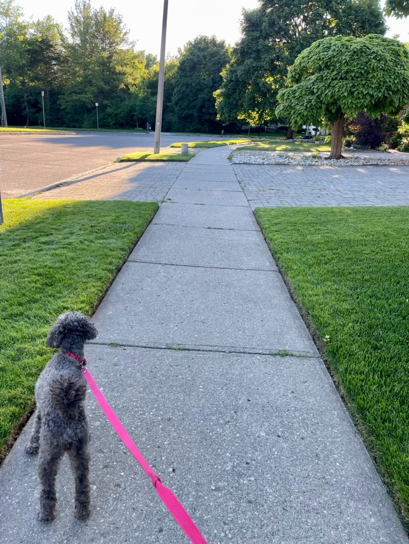 周日早上7点准时起来walk dog 🐶 我要给自律的自己点个赞！