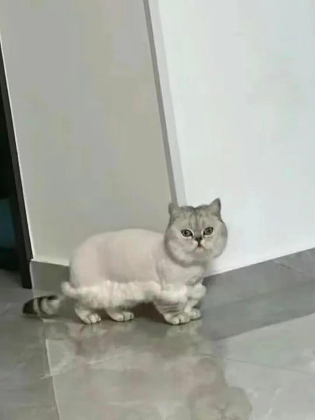 毛剃了一半推子先没电了～ ​​​