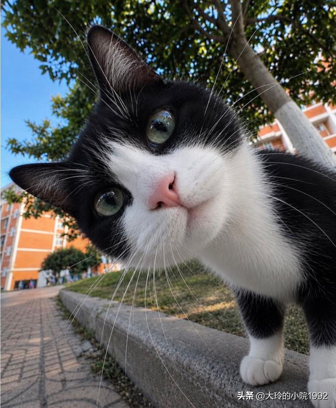 这小猫咪太可爱了，喵喵喵，呆萌呆萌的😁