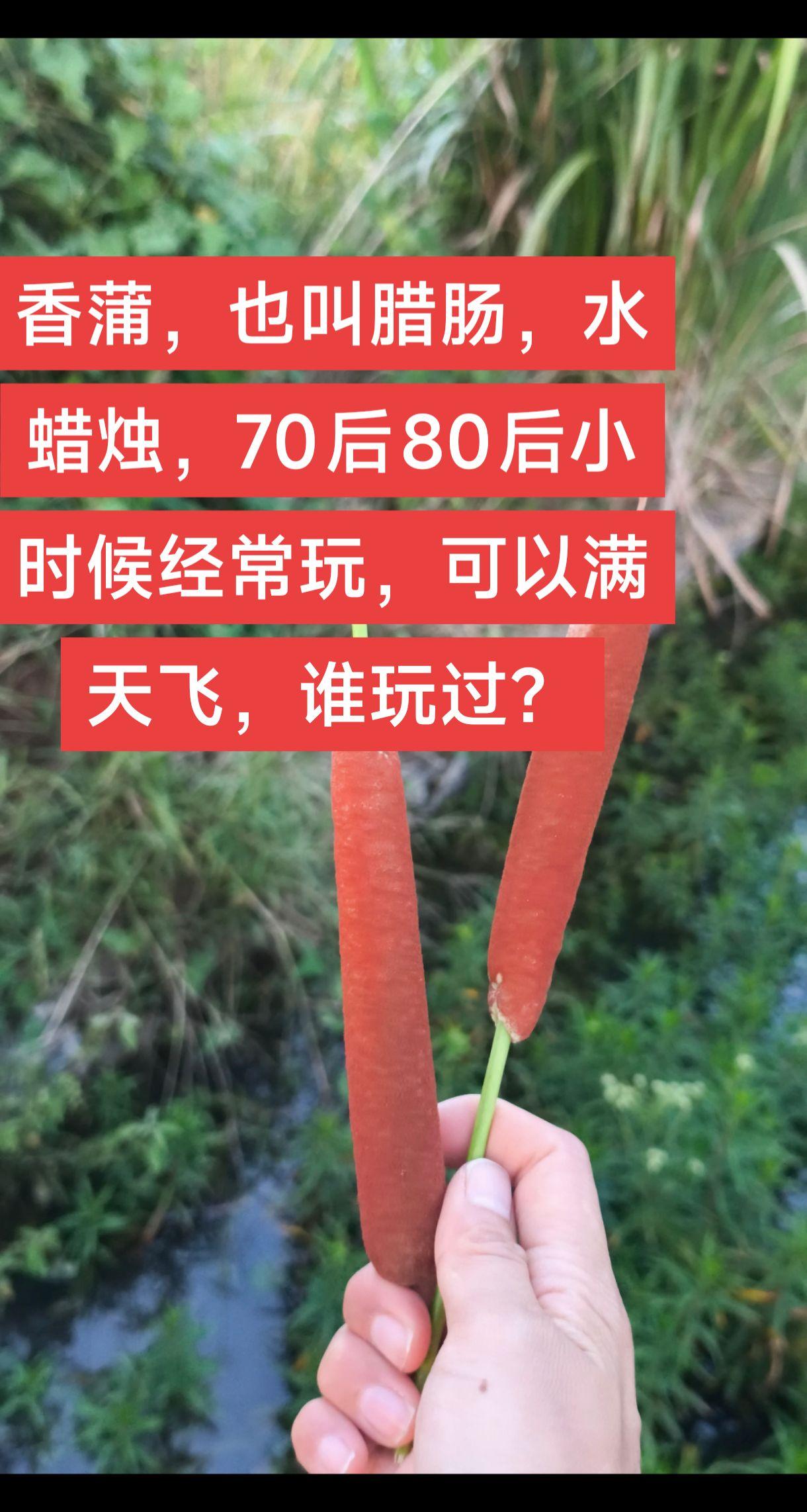 香蒲，也叫腊肠，水蜡烛，70后80后小时候经常玩，可以满天飞，谁玩过？药材 农村