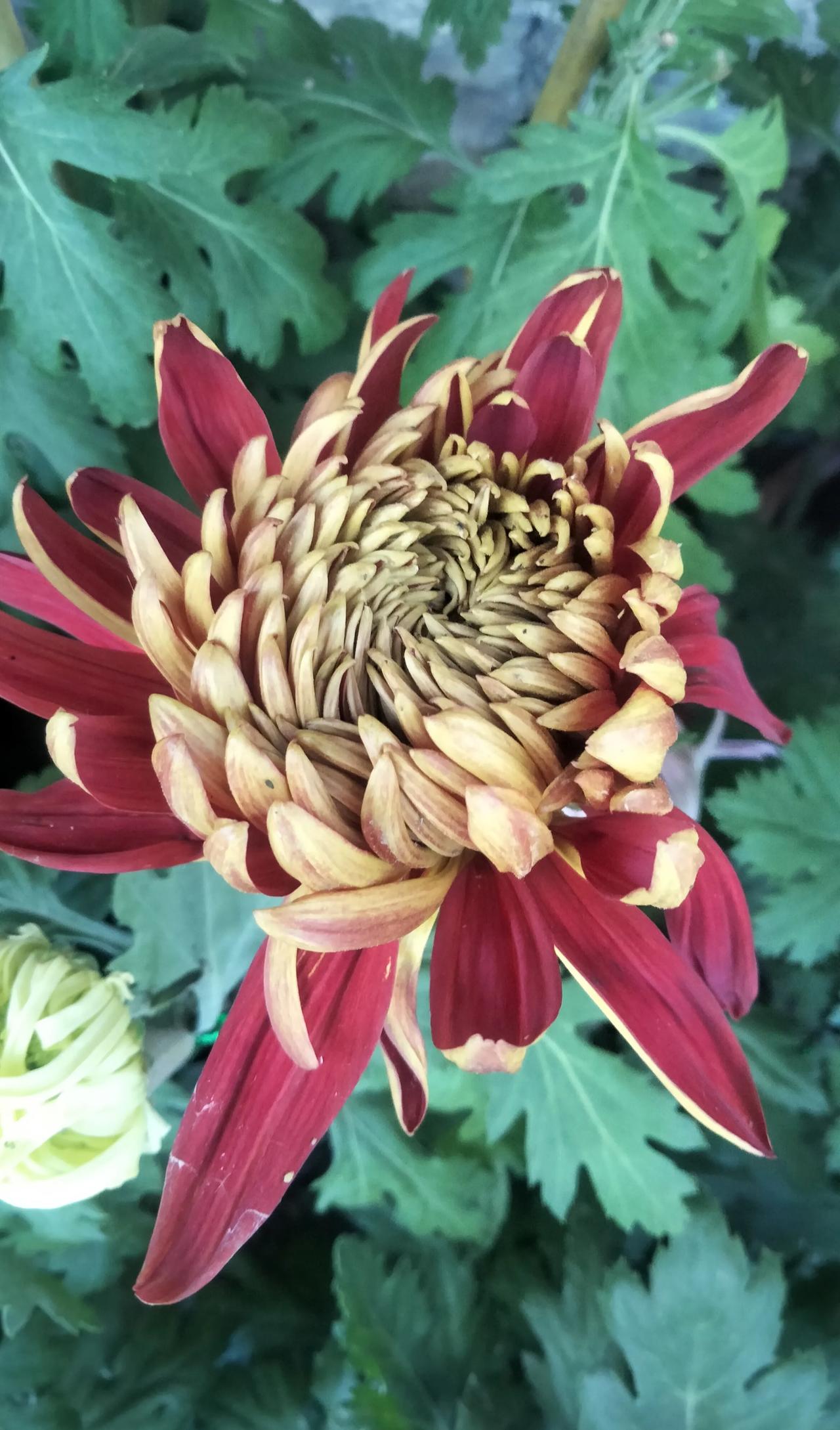 每一朵盛开的菊花，都是生命的坚韧与美丽的象征。