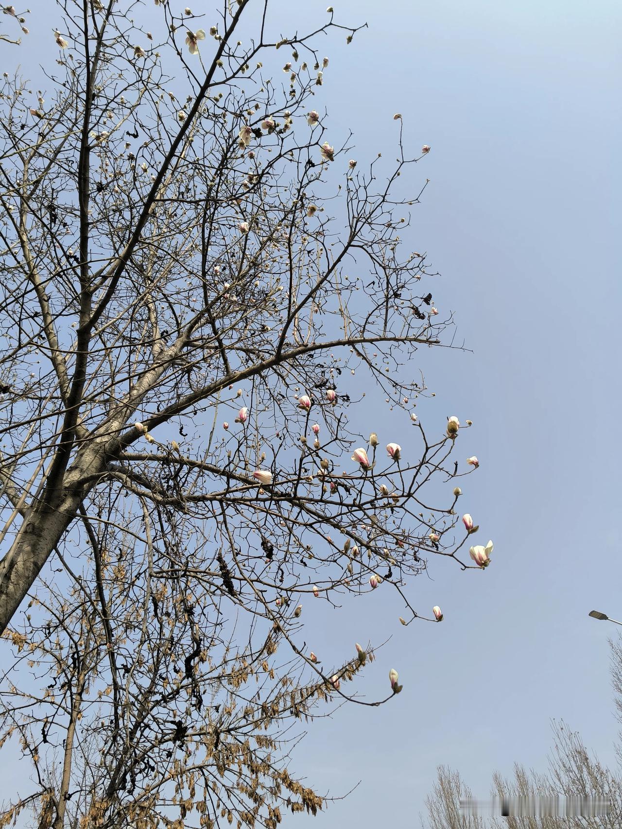 #春日生活打卡季#春天来了万物复苏，白玉兰最先开花🌸#白玉兰太美啦# #一起看