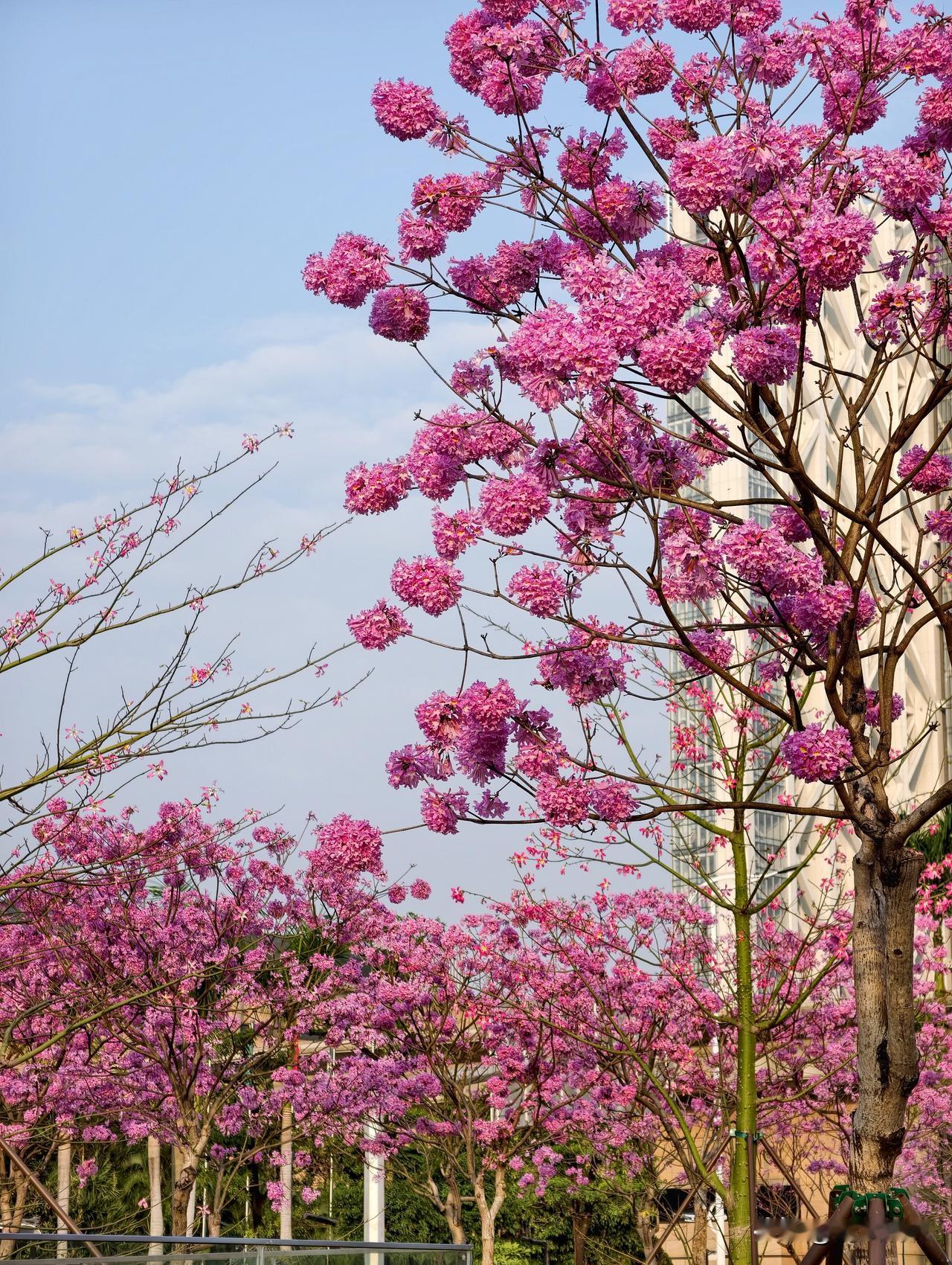 琶洲地铁站J出口，冒出一片紫花风铃木花海。
紫气东来，喜气洋洋。
是今年轻轨站开