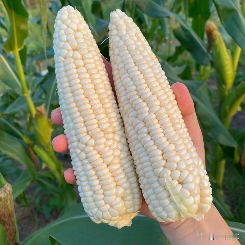 玉米苗期别乱施肥，一步做错减产没商量
 


同样是种玉米，为啥别人家的苗期长势