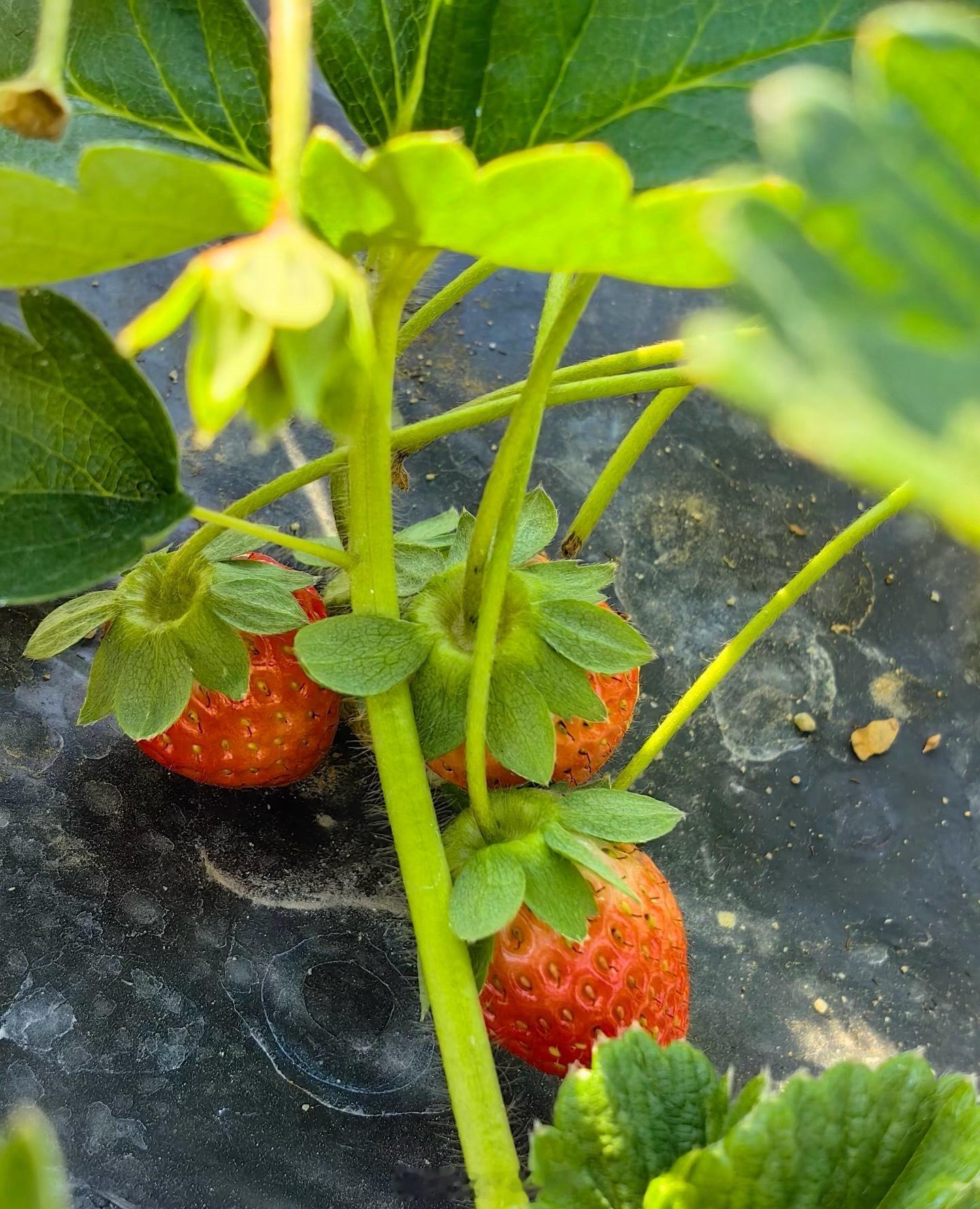 草莓价格跌至1元一斤草莓便宜了确实，但是还不至于1块钱一斤，我家周围很多大棚全是