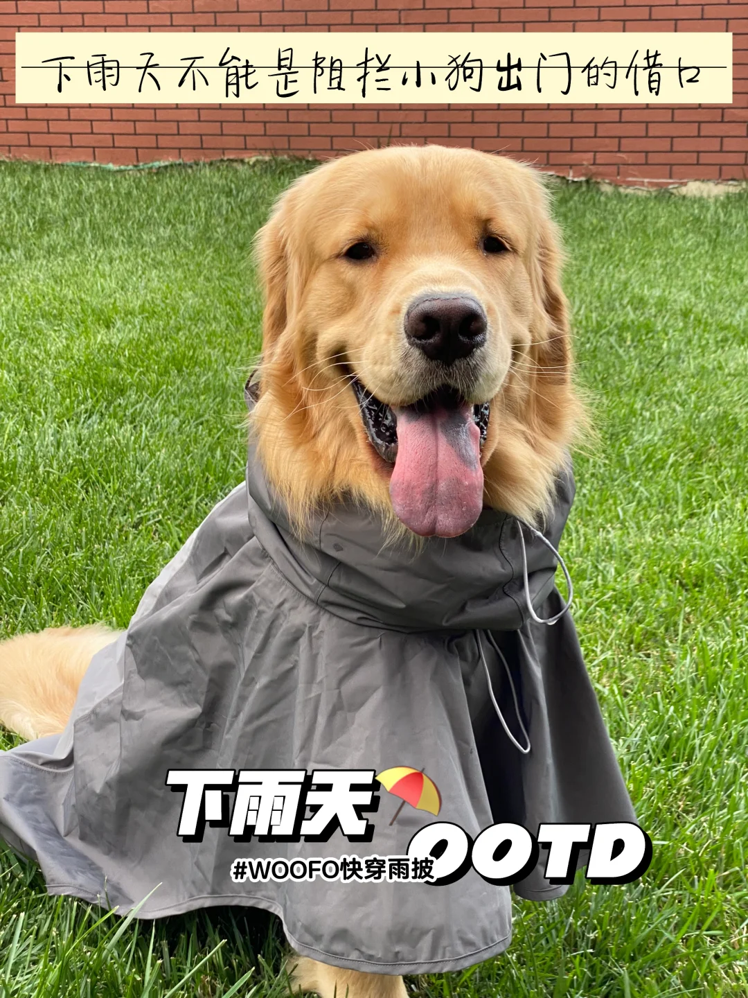 喜提帽衫一件🦮下雨天体面遛狗不狼狈