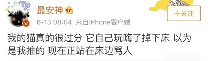 当猫咪暴躁起来，它能骂你一宿[允悲] ​​​