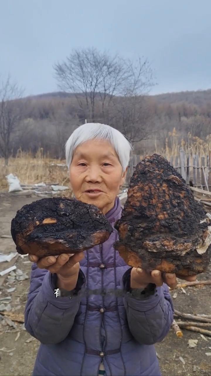 寒冷黑龙江原始大森林，纯野生的桦树茸。
我家是小兴安岭的主脉，原始大森林。我们这