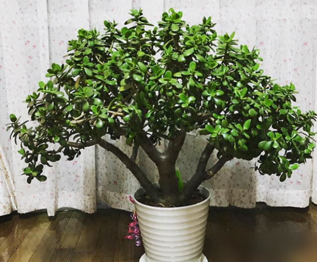 秋天养玉树的花友快急得挠头了吧！最近刷到好多人说自家玉树秋天蔫蔫的，该猛长的时候