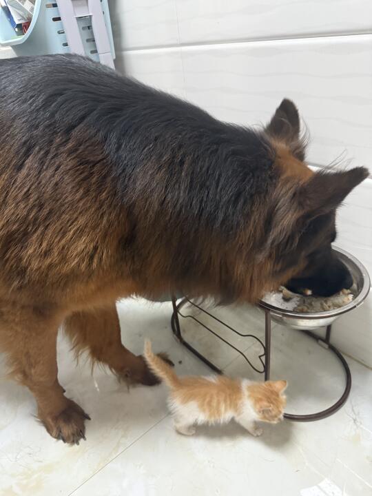 妹妹陪105斤茶杯犬吃饭饭