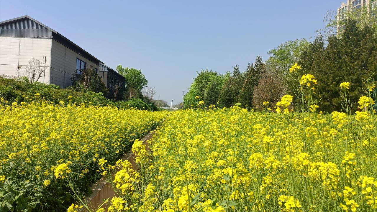 春风一吹，家乡的油菜花开了。漫山遍野一片金黄，像铺了层金色的地毯。微风拂过，花浪