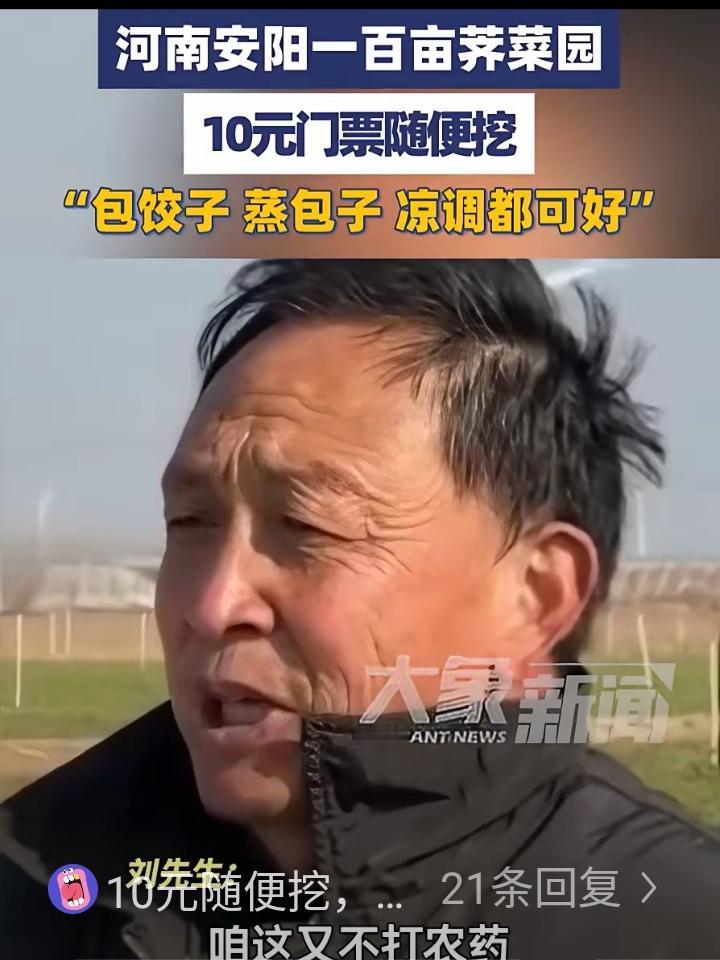 太有头脑了!河南一男子种了100多亩荠菜，由于长势不好，再卖不掉就全烂地里了，为