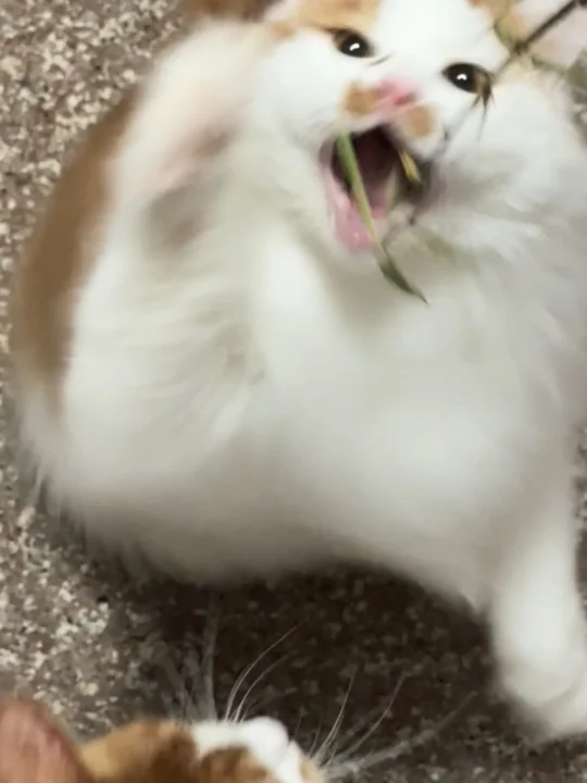 小猫很忙但是小猫不知道在忙什么