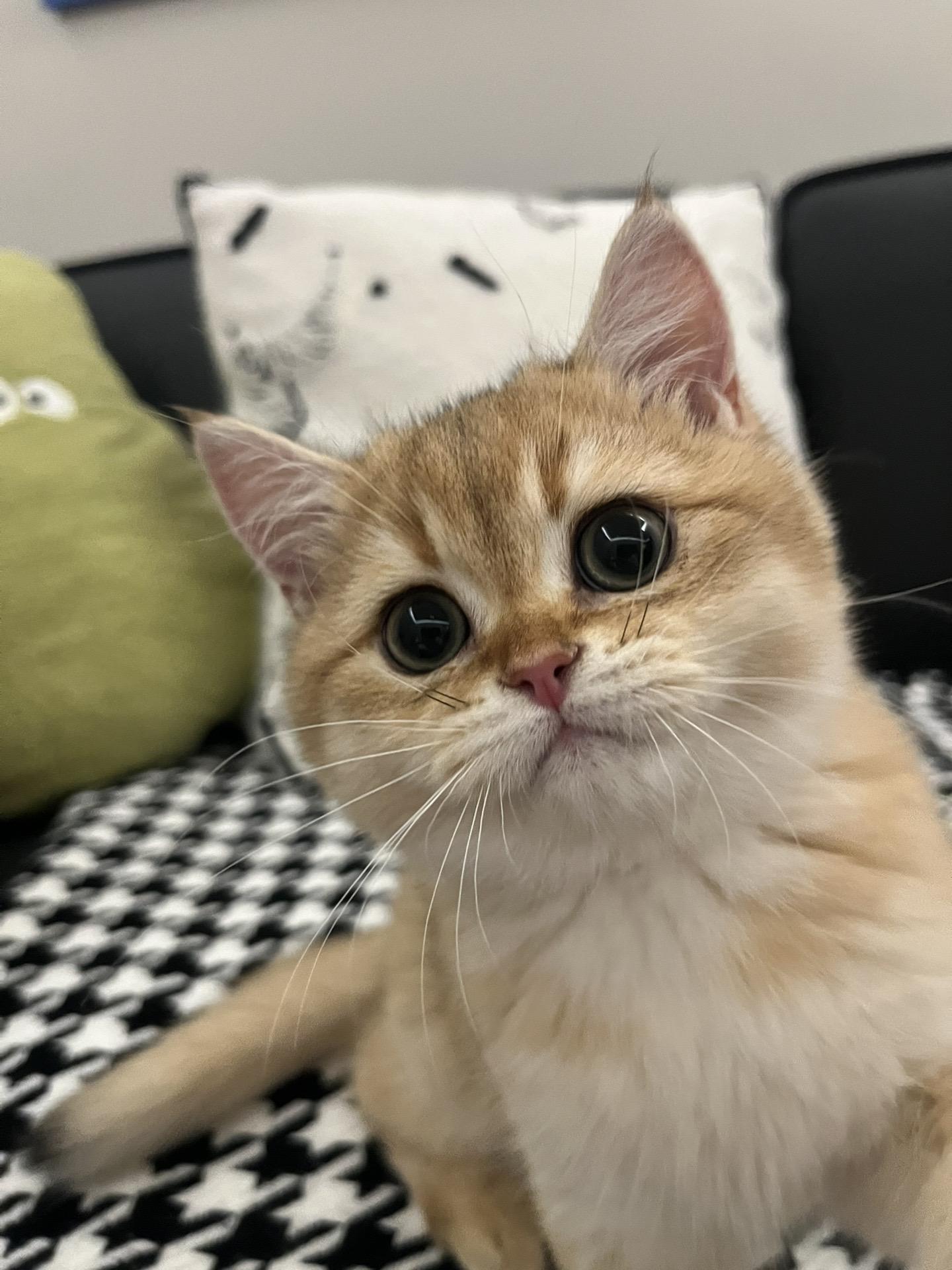 快拍快拍，我现在最好看。