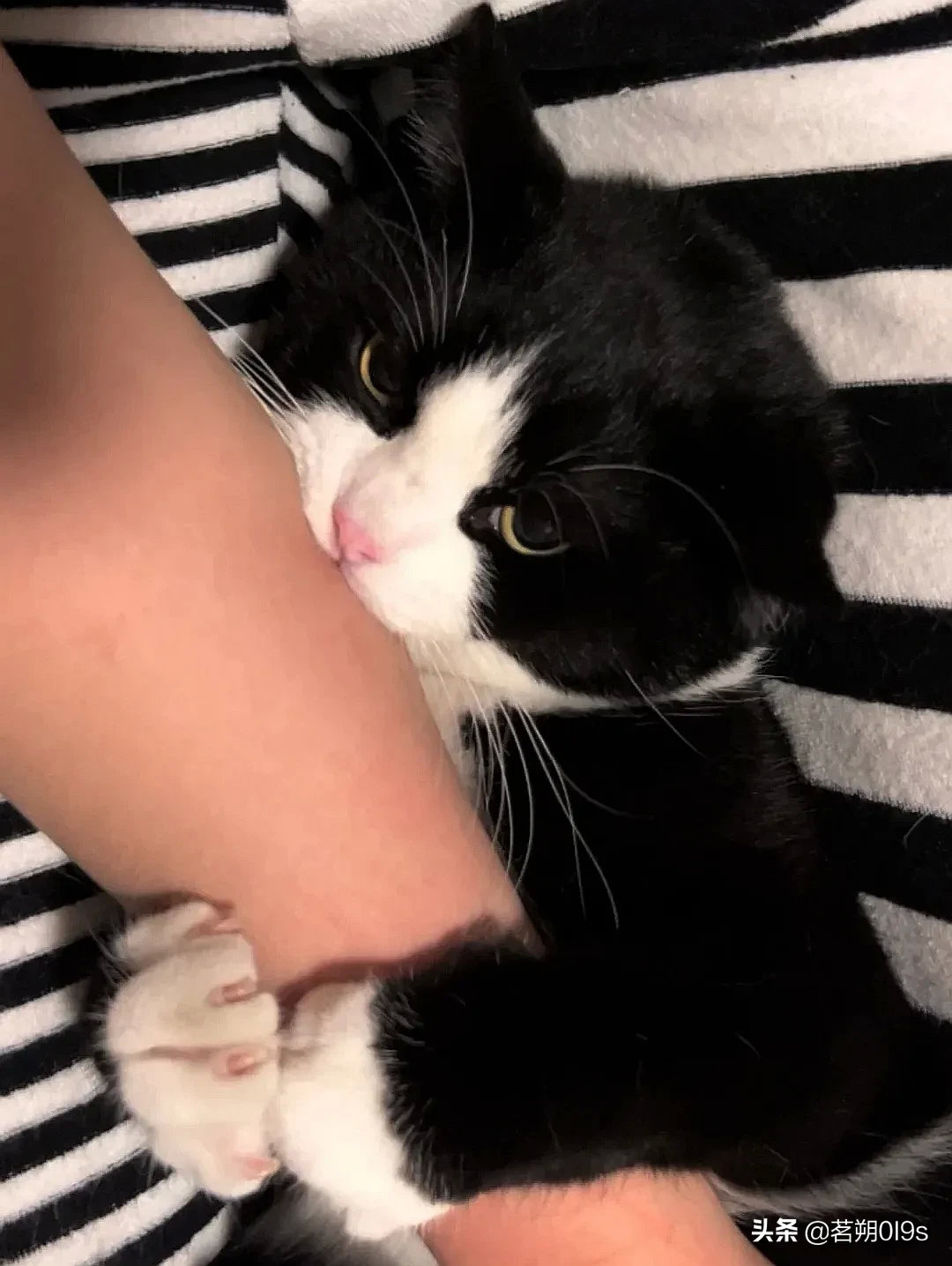 酝酿一下，张开大嘴浅浅的亲上一口最后一脸正直装作什么事都没发生过...