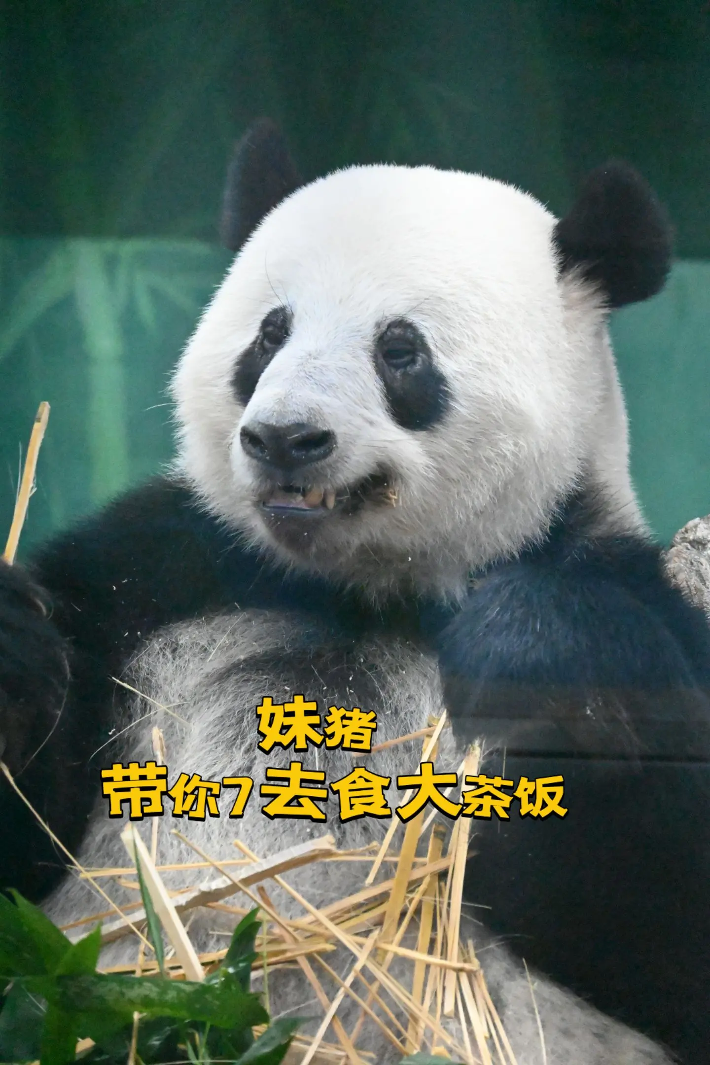 星一:妹猪，去食饭了！