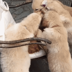 狗子的热情真不是一般猫能承受得了啊