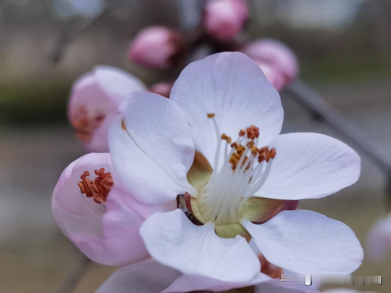 今日，保定府河公园的山桃红已然盛开，春天已悄然降临。不知保定的迎春花是否也已绽放