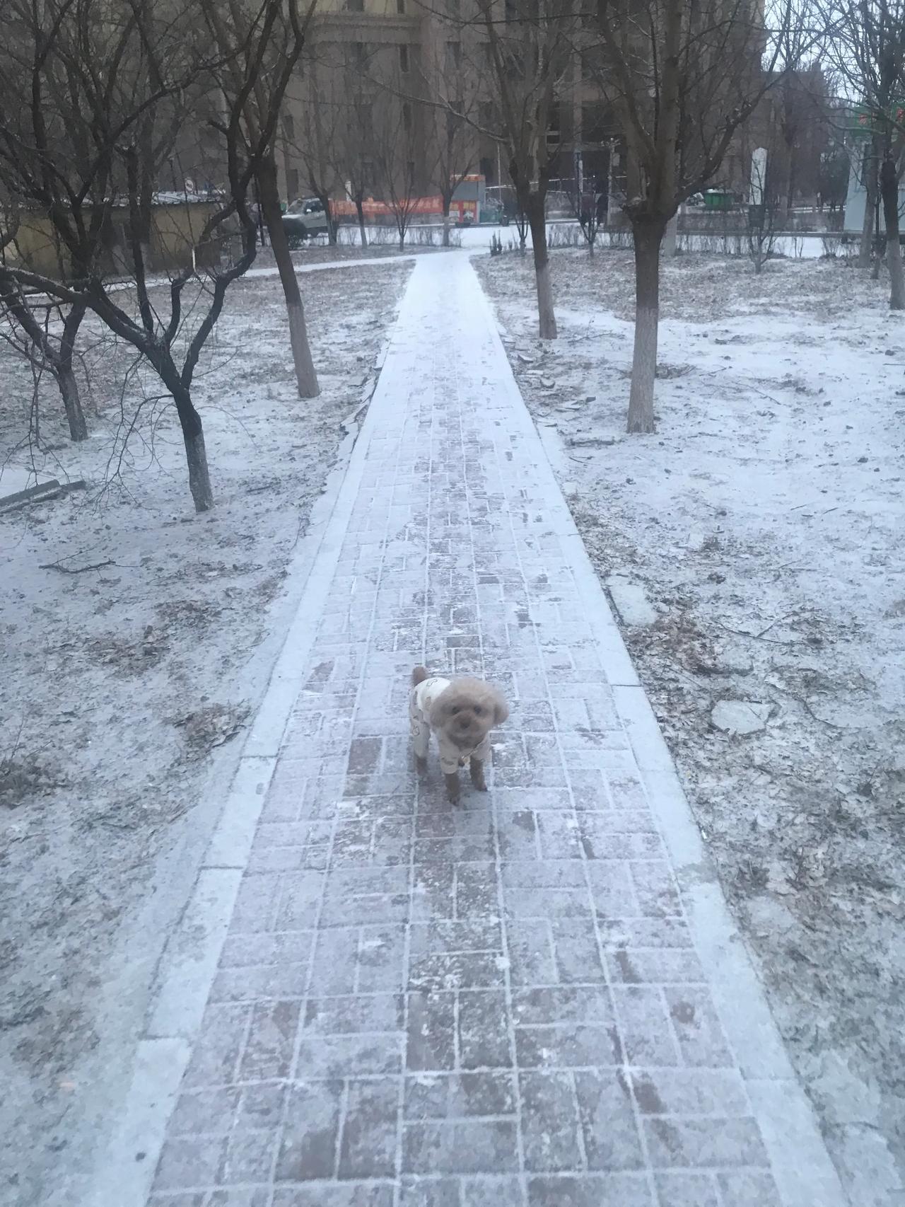 今天早上沈阳下雪了，不知道这是不是沈阳今年的第一场雪，我就知道这是我今年见到的第