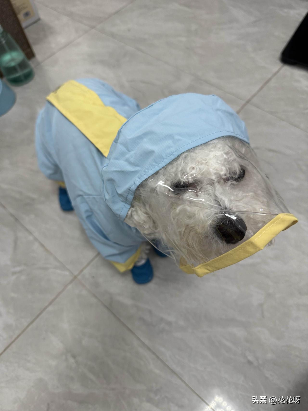 我家小比熊的快递新雨衣和雨鞋到啦。今天吃过午饭和小比熊一起去取快递，跟在我后面屁