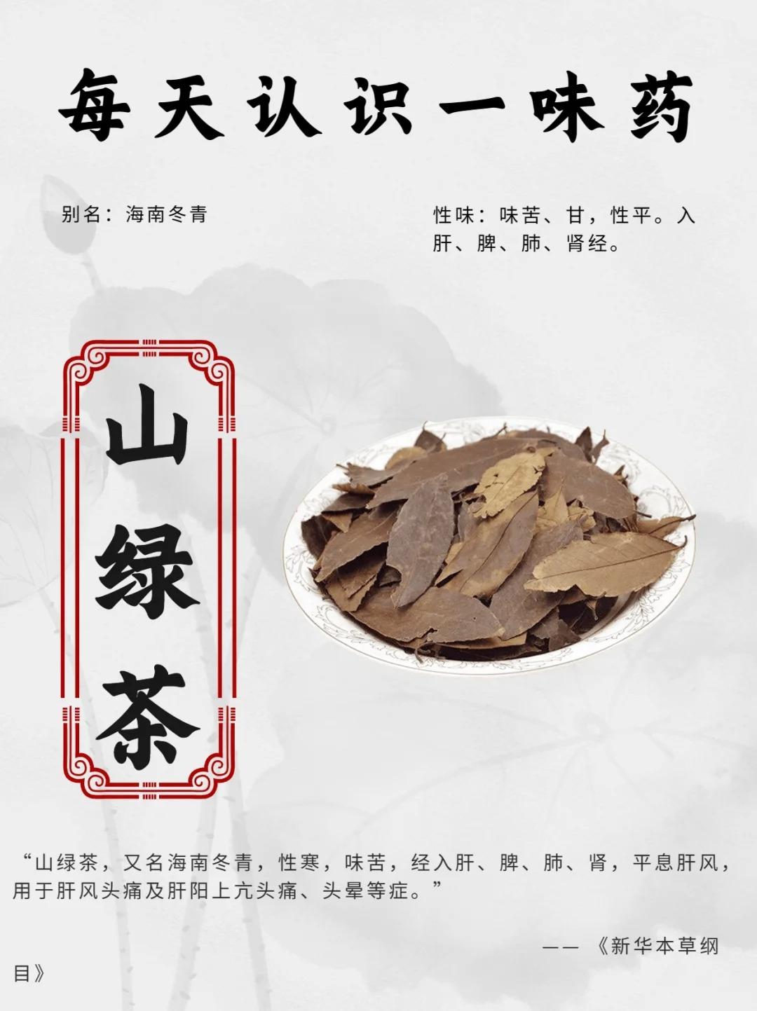 每天认识一味中草药——【山绿茶】

山绿茶，中药名。 为冬青科冬青属植物海南冬青