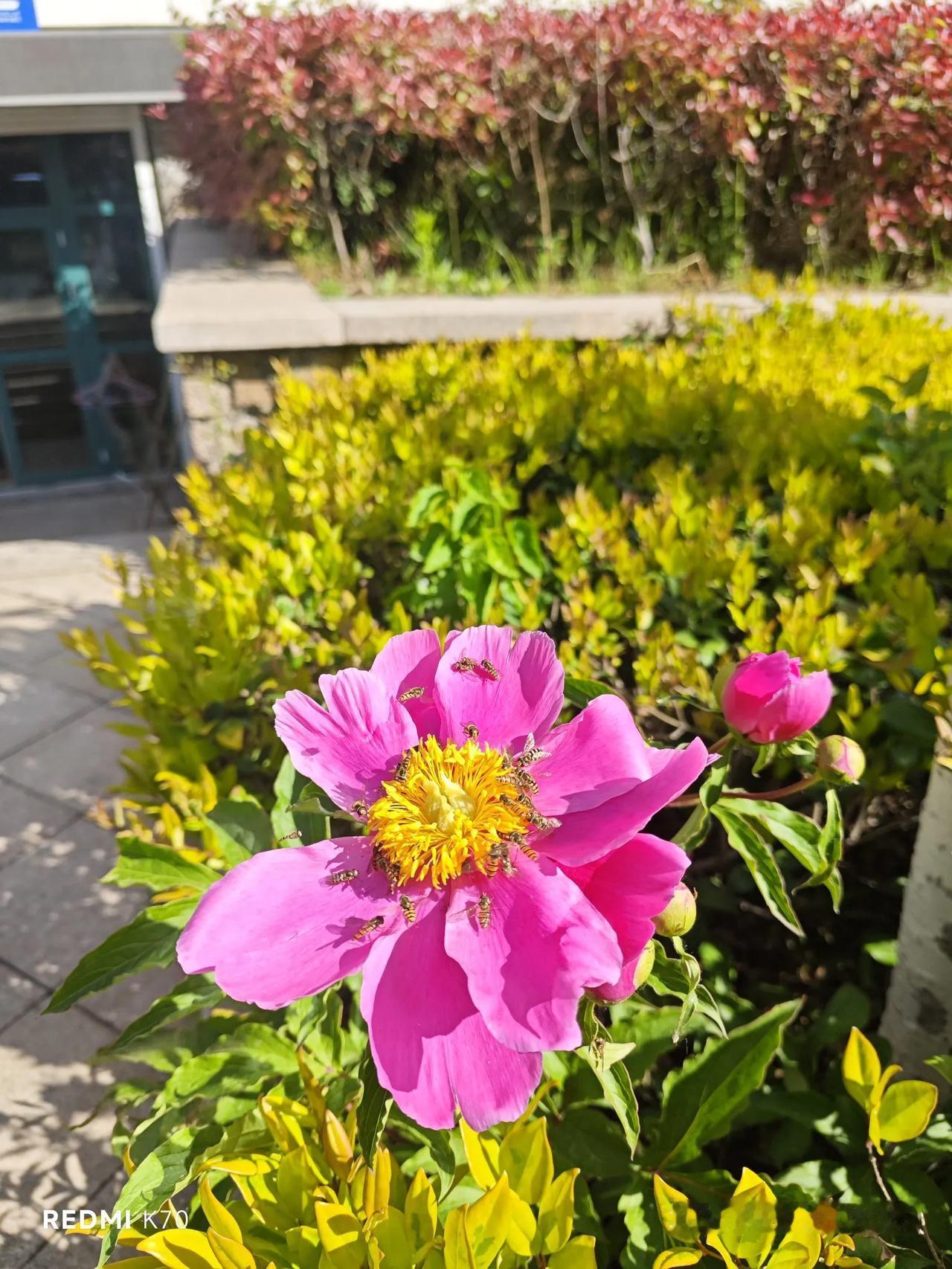 花开吸引蜜蜂来