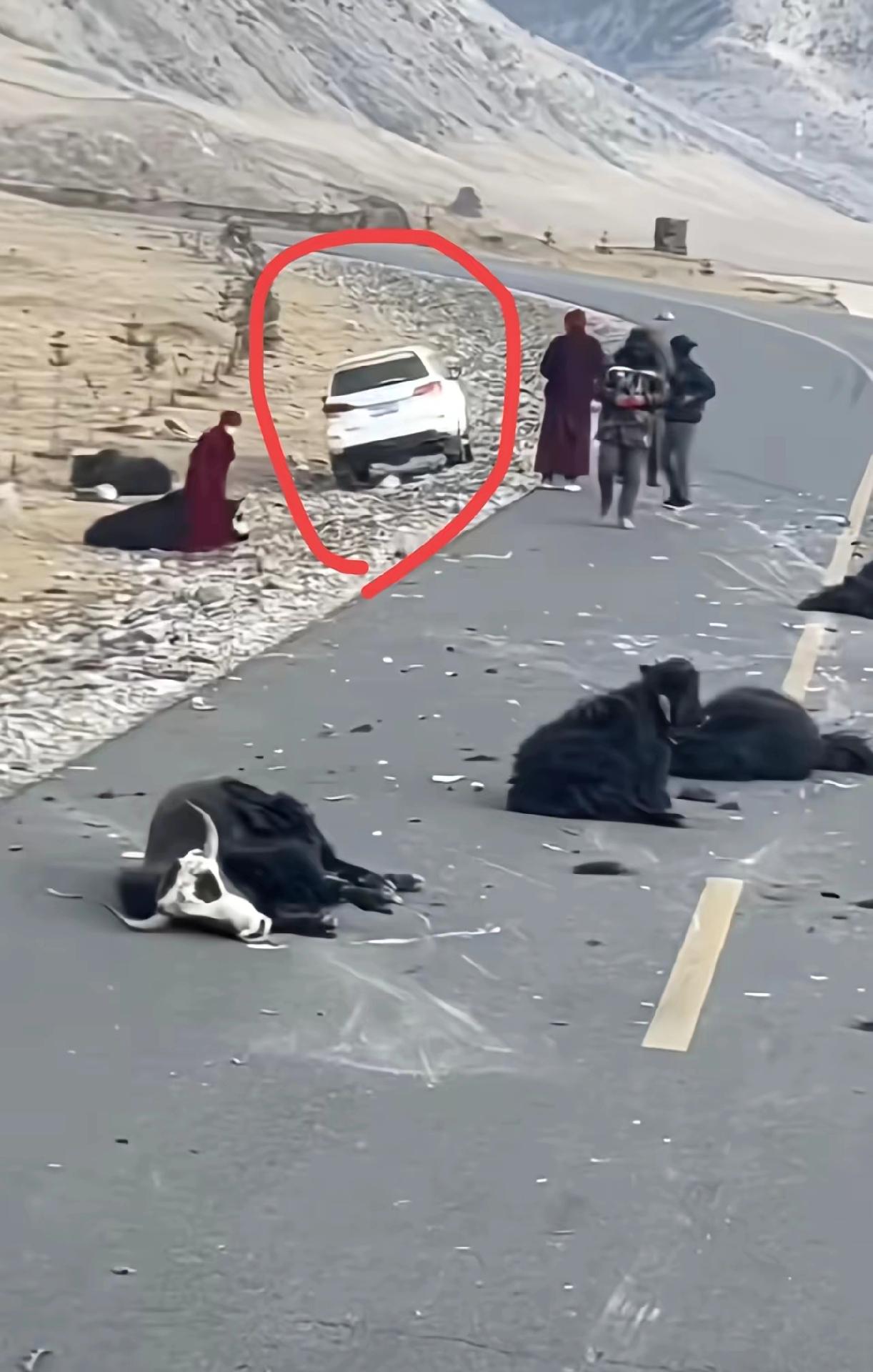 进藏的路上，出现这种交通意外，七八头牛躺在路上，那么保险还理赔吗？