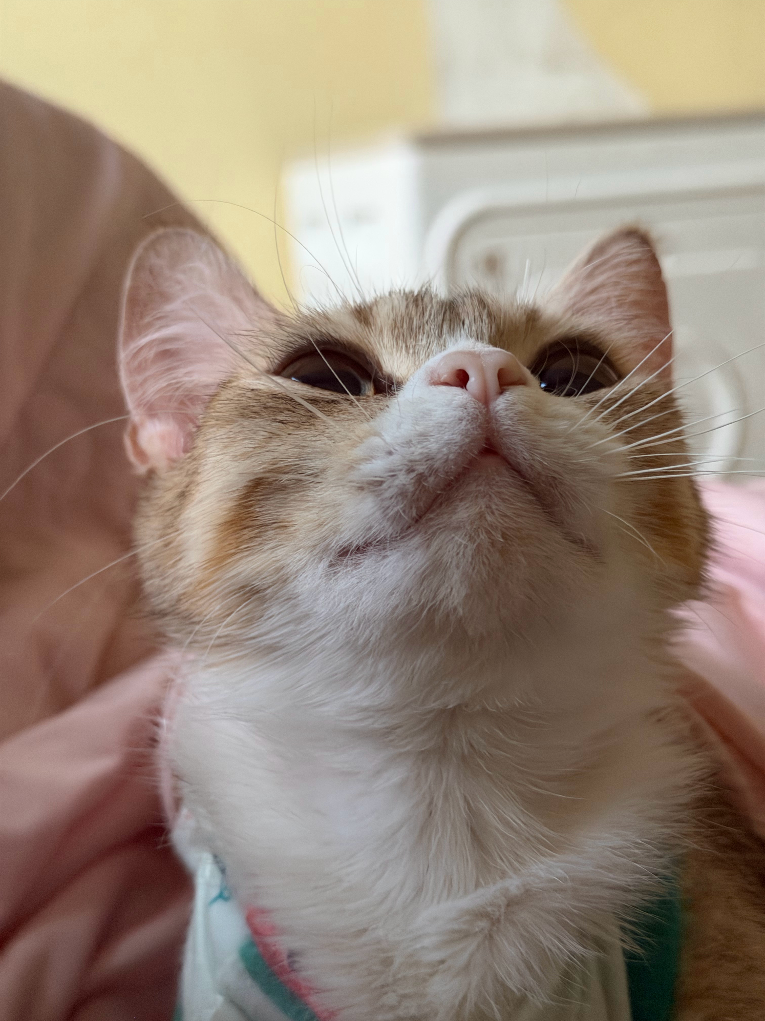我们鹿鹿完全是全世界最可爱的小猫咪 