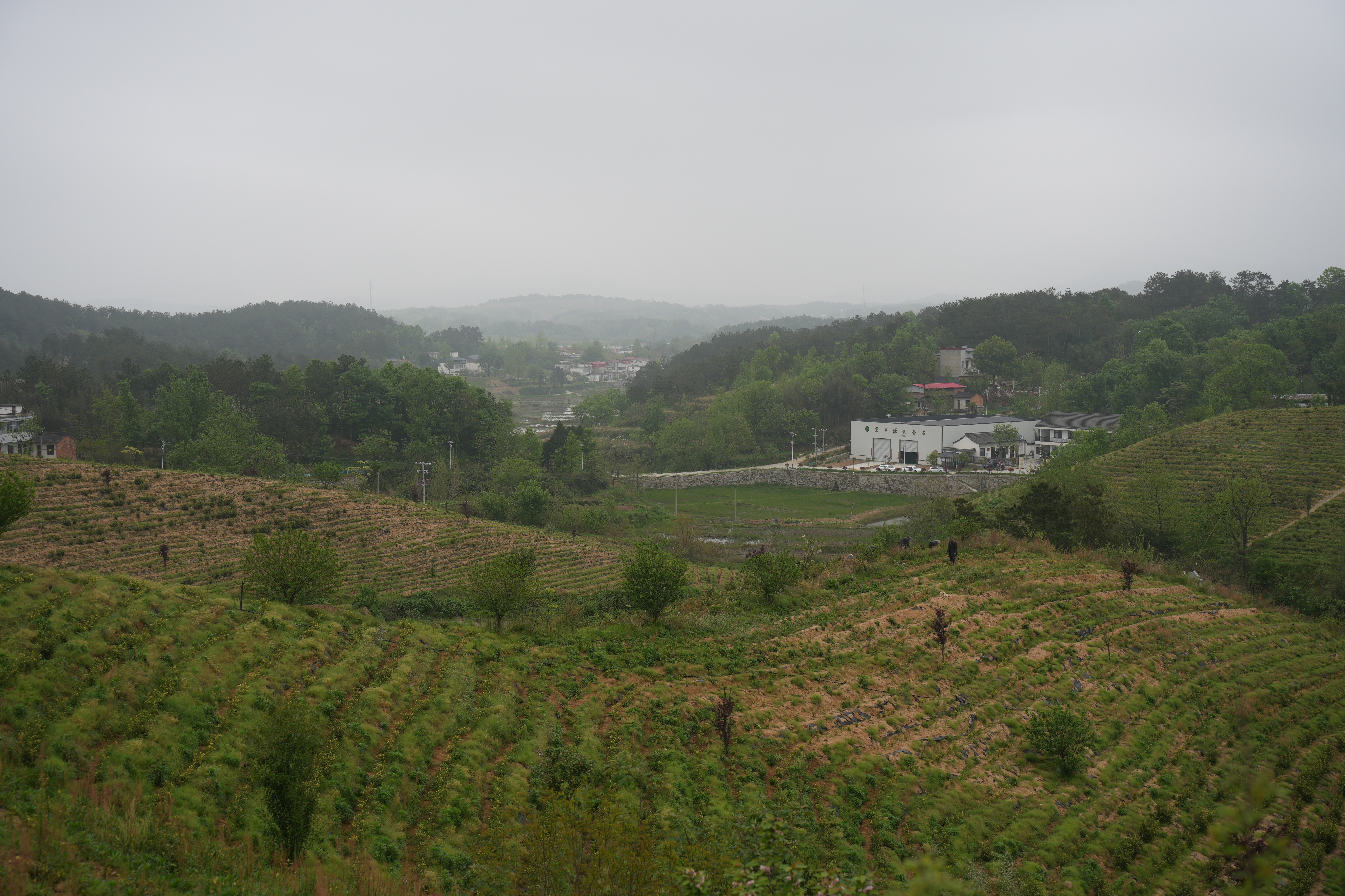一阵春风吹醒了信阳商城高山茶商城县余集镇依托大别山北麓优良生态，大力发展黄金茶特