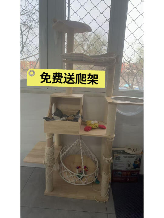免费送猫爬架，流浪猫优先