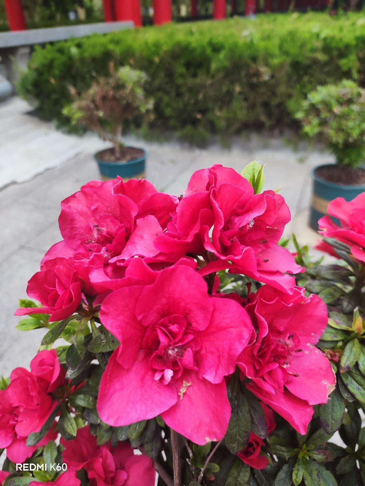 今年春天最想实现的心愿出去旅游看看祖国的大好河山