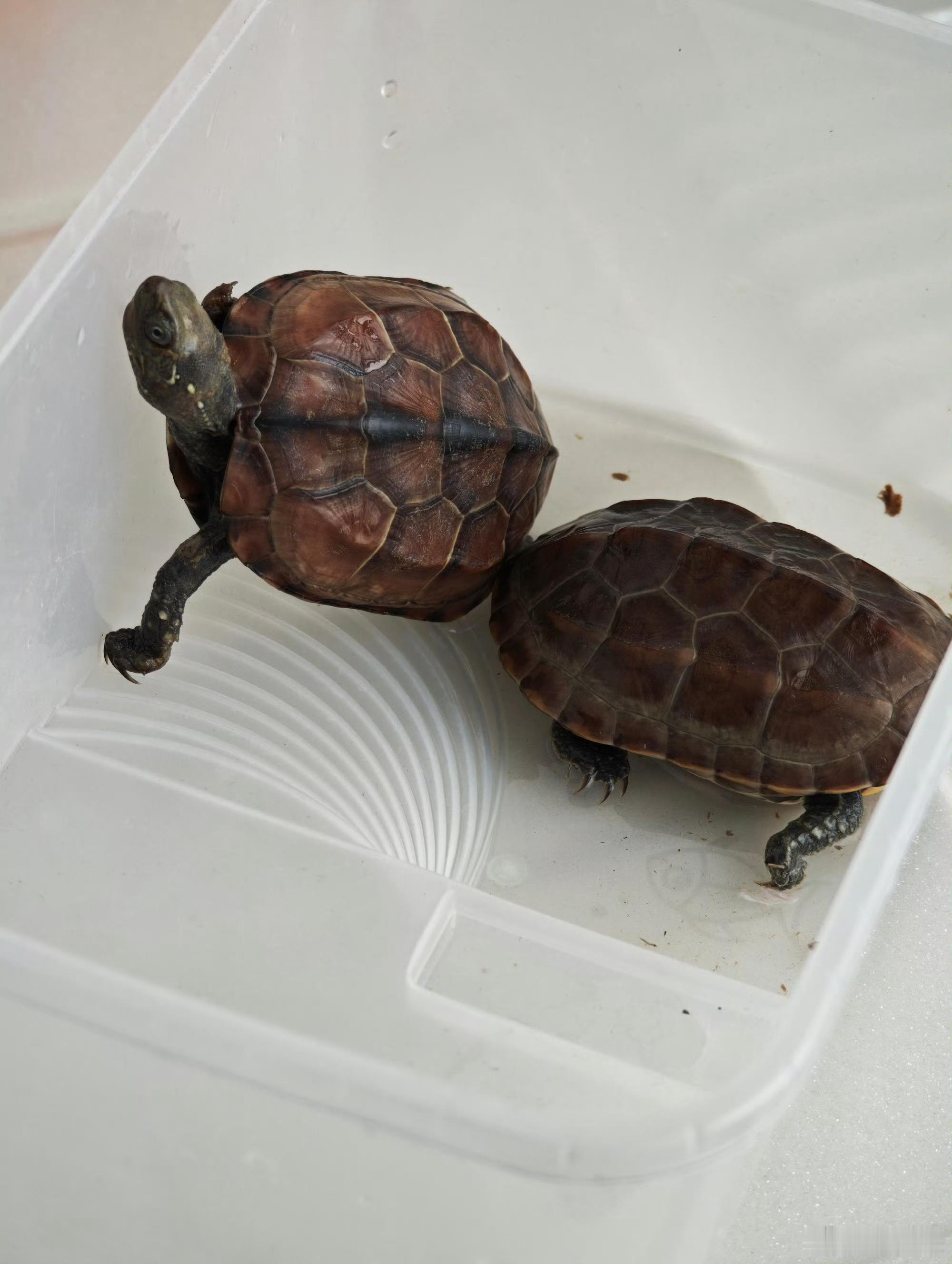 你们爱养啥动物就养啥动物，你们爱起什么名就起什么名，我养了俩🐢，你总不能不让我