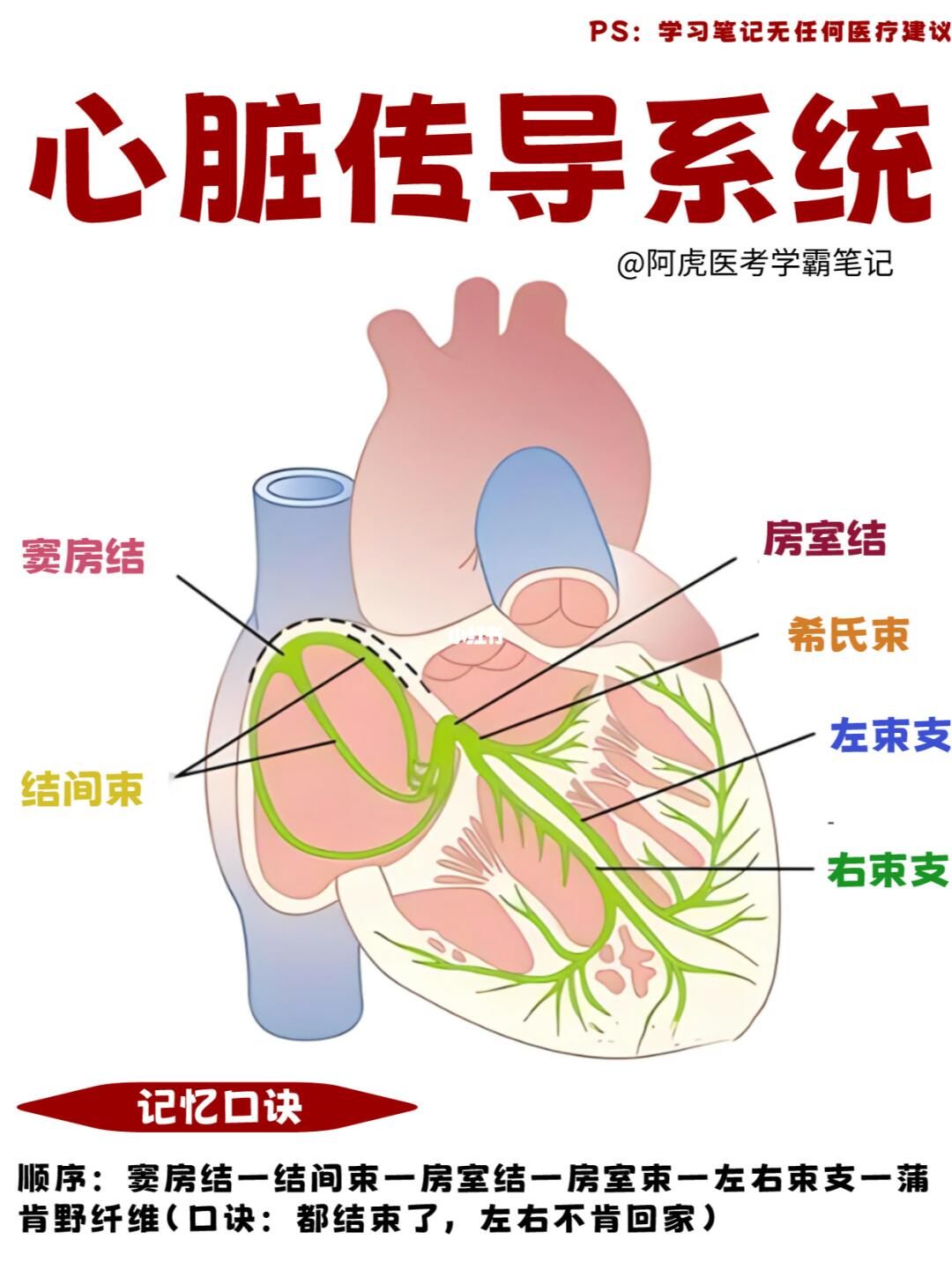阿虎医考学霸笔记📒：心脏传导系统👆
