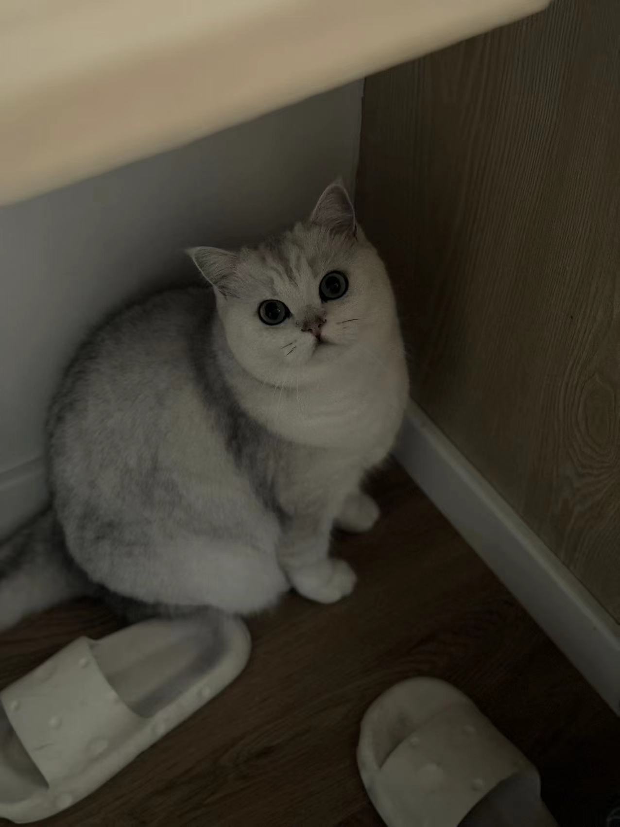 猫还是胖胖的可爱人就不行#银渐层##英国短毛猫##辣椒家新家回访# ​​​