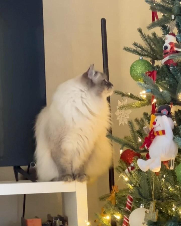 西森猫充实的一天cr：nimbus siberian 