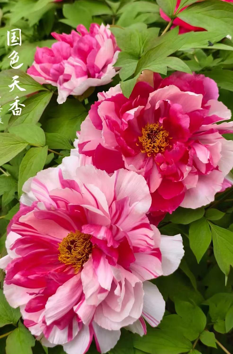 春暖花开，国色天香！
[赞][玫瑰][微风][福][祈祷]