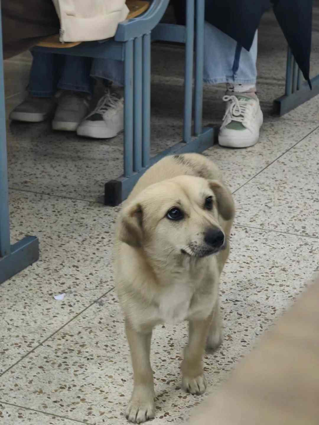 老师，狗狗我也想在知识的海洋里遨游啊 