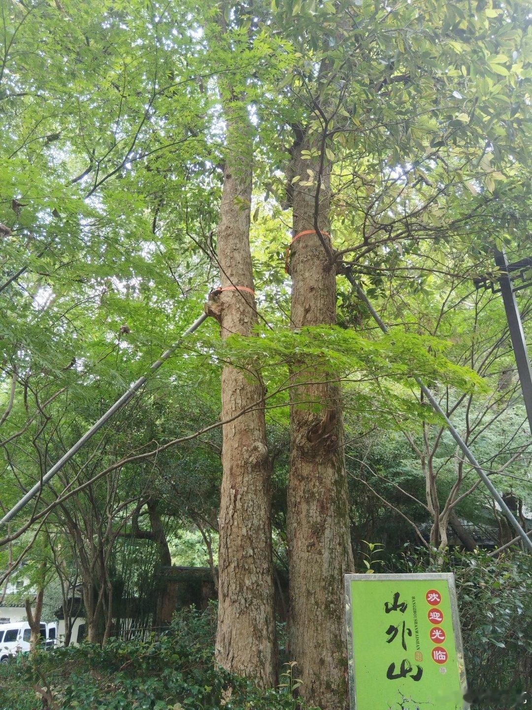 这个真是名副其实的【比肩】  ​​​
