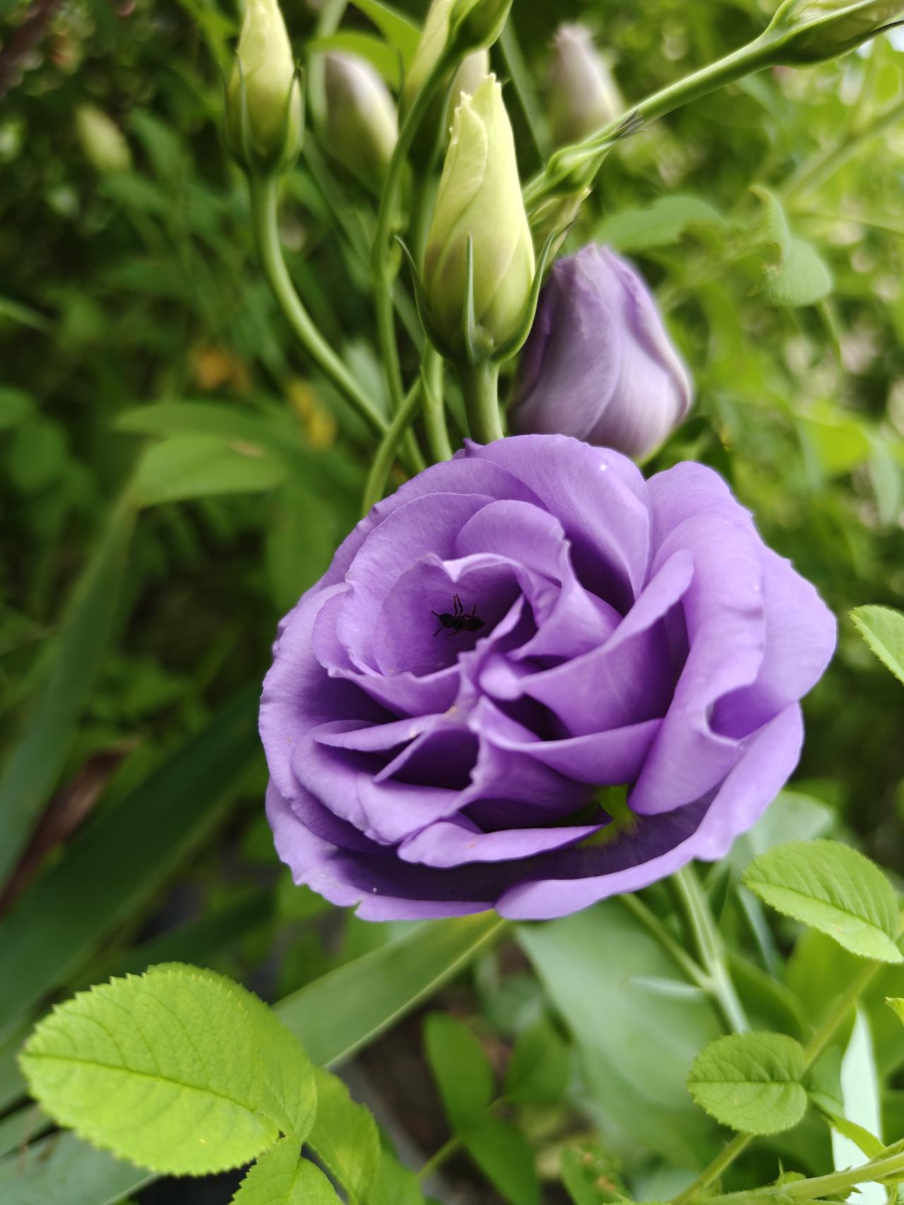 昨天买了一个榴莲，好家伙！花了190多元，小二百块钱，肉痛！不买不行啊，这是信誉