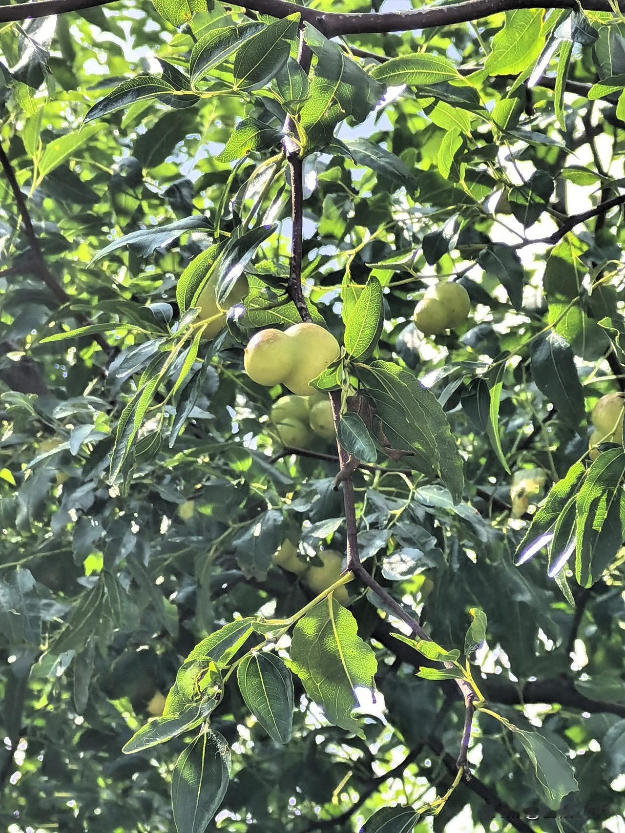 异形枣子，非常奇特

昨天在乡下玩，偶遇一棵结满“小葫芦”的枣树，实在太奇特了！