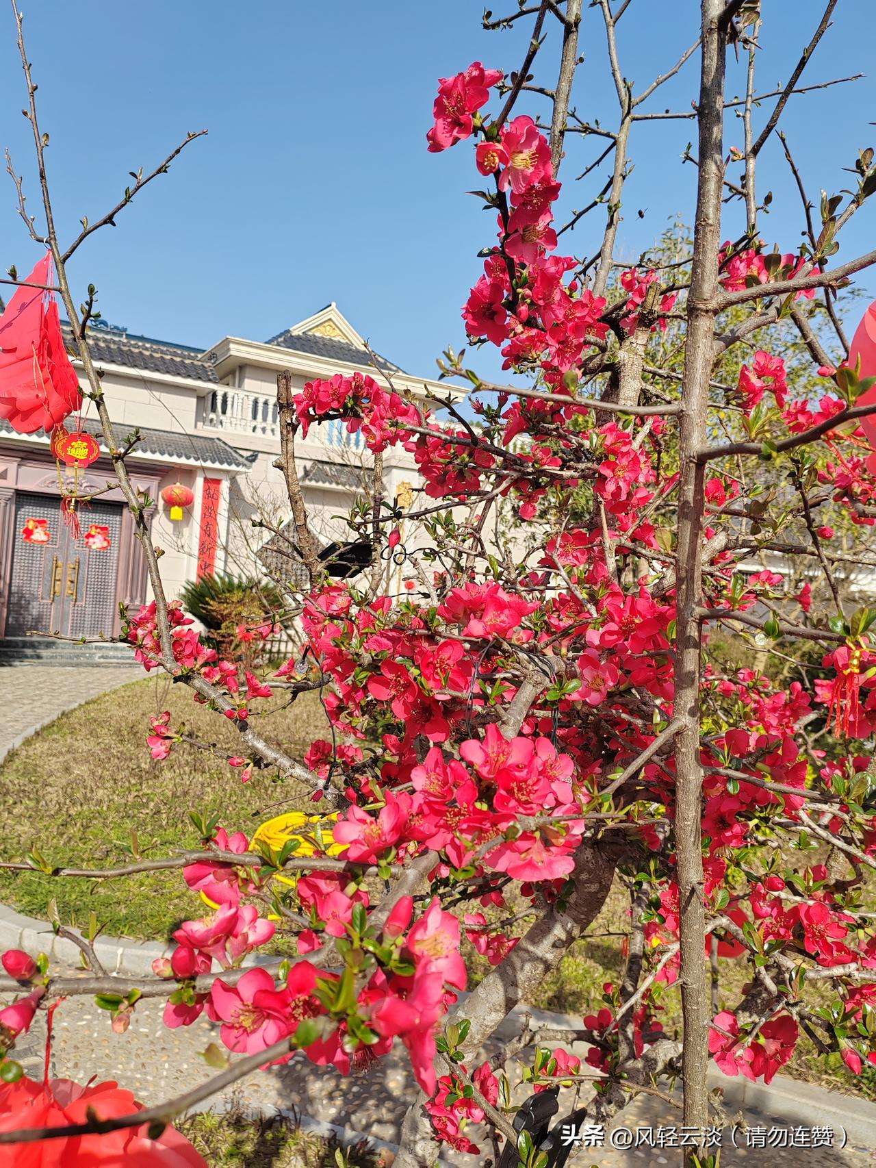 宅家许久出门，撞见满园春光太治愈🌸
 
过年琐事缠身总宅家，今天难得去公园走走