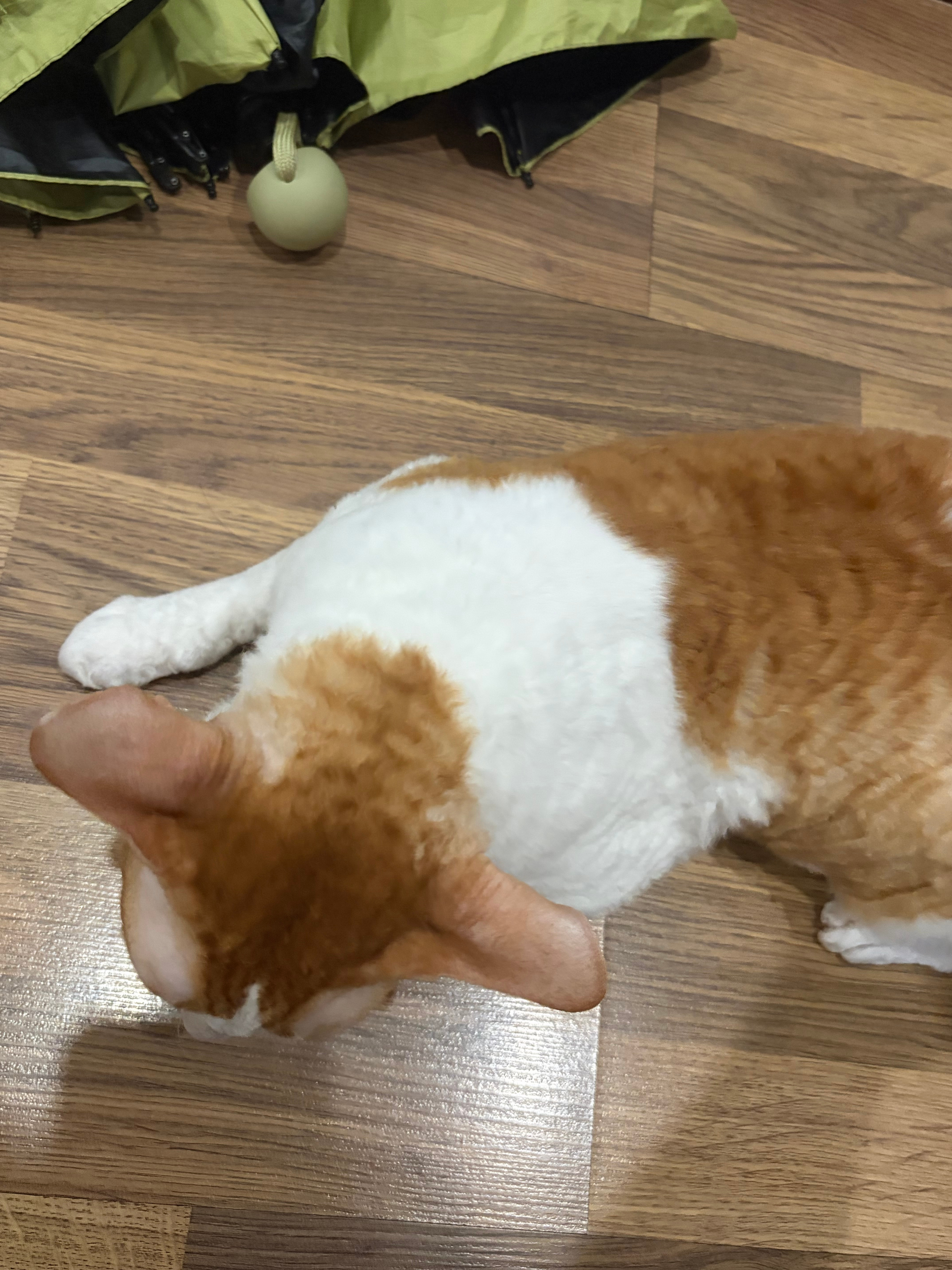 绝对的短毛猫梳毛神器，直接往🐱身上刮就行，浮毛全部收入筒中！！🐱会享受得拱来