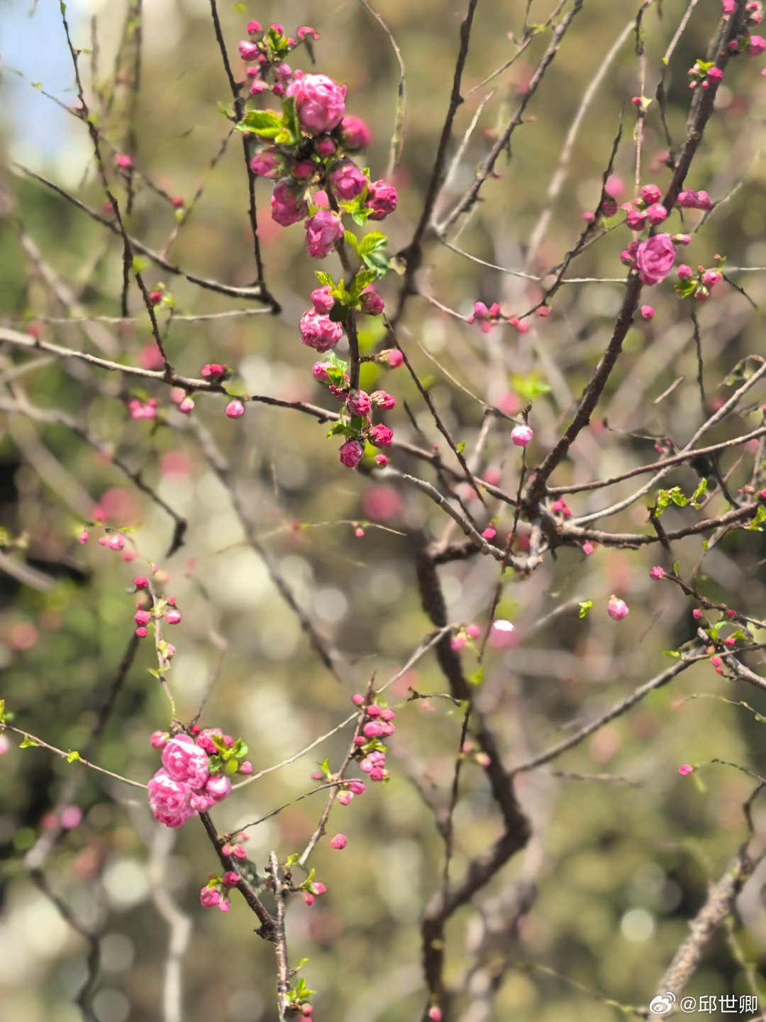春風如貴客，一到便繁華。 