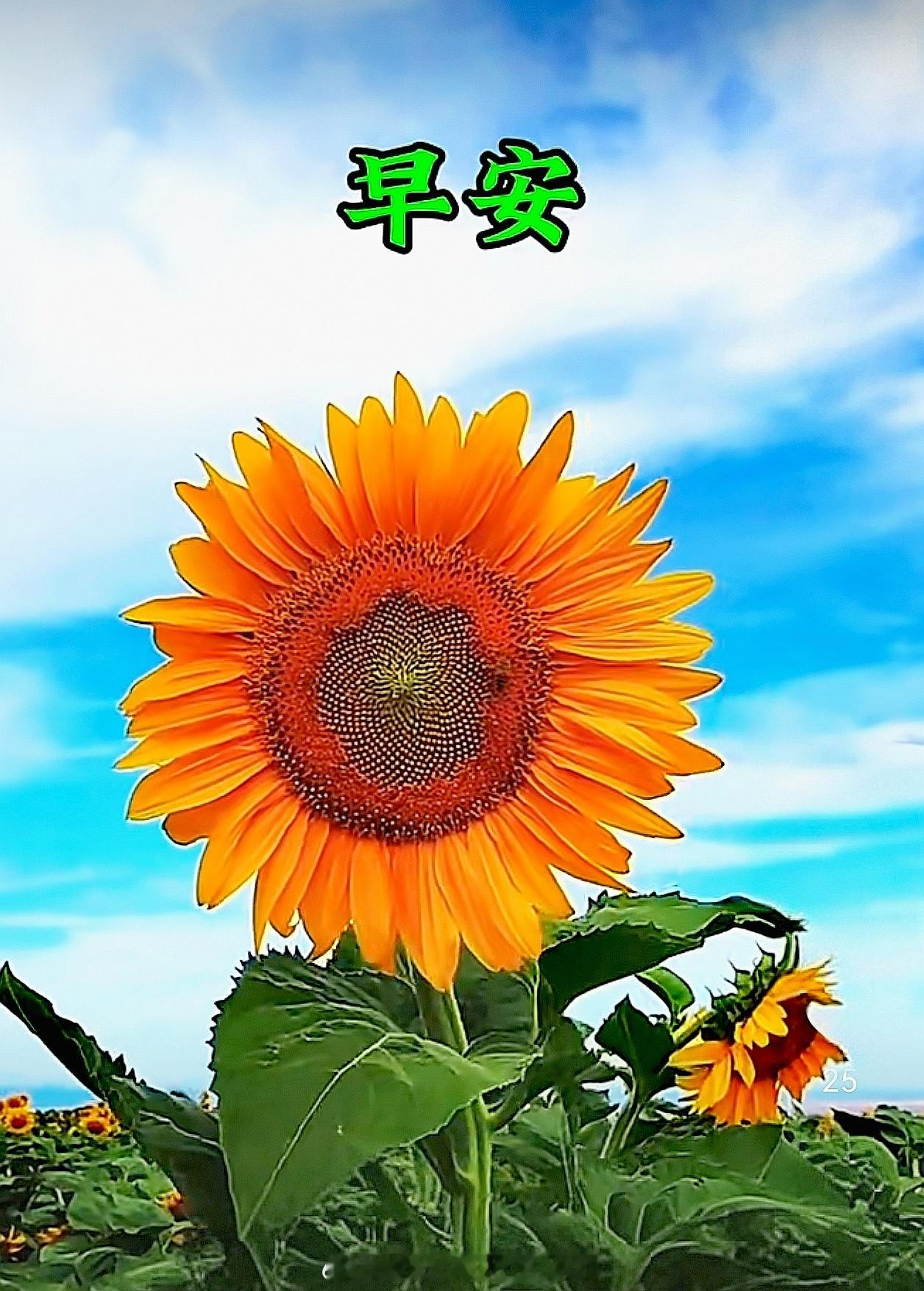 时光如潺潺流水，永不停息；岁月似悠悠长风，持续悄然迁变。历经多年，人们相互瞩望。